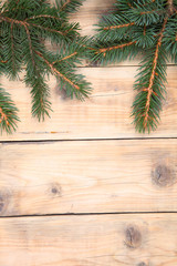 Christmas fir tree