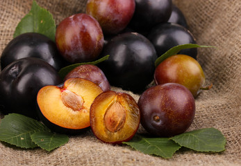 Rip plums on sacking