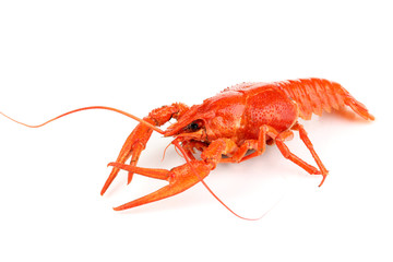 Tasty boiled crayfish isolated on white