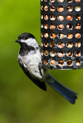 Chickadee and Bird Feeder © Feng Yu