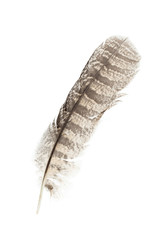 Barred Owl feather
