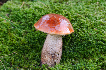 wet red cap scaber stalk mushroom on moss