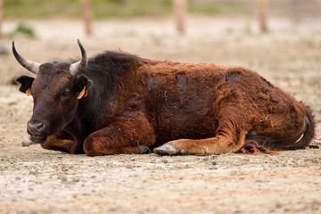 Toro camargue