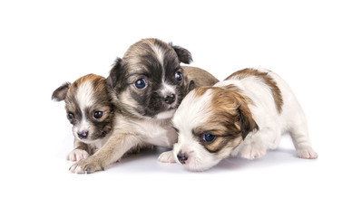 three Chihuahua puppies timidly making first steps