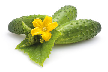 Cucumbers with flower