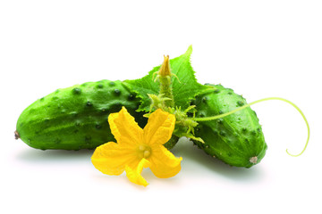 Ripe cucumbers