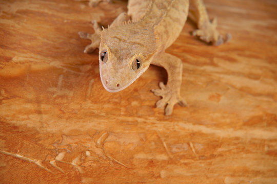 Gecko Reptil Lizzard echse eidechse Kronengecko
