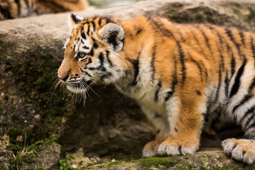 Fototapeta na wymiar Tiger Cub