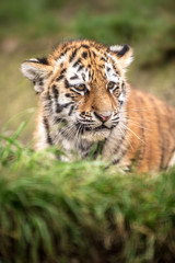 Tiger Cub