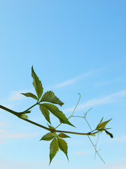 Fototapeta premium The twig of Virginia creeper on the blue sky background