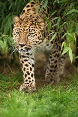 Fotobehang Leopard Emerging from Leaves © davemhuntphoto