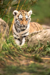 Tiger Cub