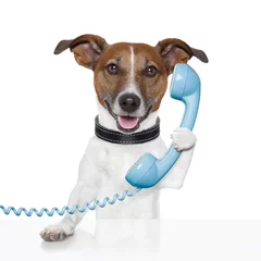 Aluminium Prints Crazy dog dog on the phone talking