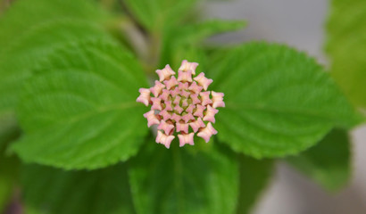 closeup of buds of verbena flowers