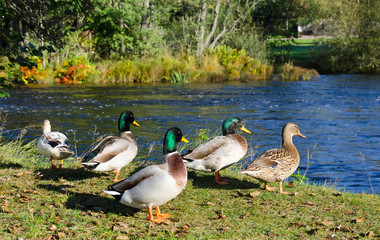 Group of ducks on river coast