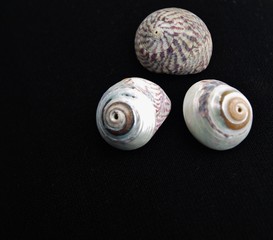 drei Muschelgehäuse