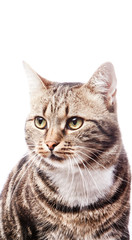 beautiful European cat on a white background