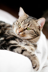 Obraz na płótnie Canvas bardzo piękna europejski kot