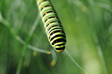 caterpillar of a swallowtail