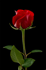Single red rose