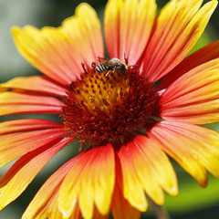 A bee busy drinking nectar from the flower