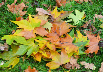 Fall leaves on green grass in autumn park