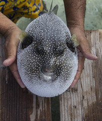 white spotted fish