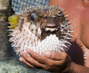 porcupine fish