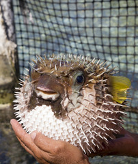 porcupine fish