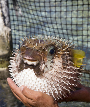 Porcupine Fish