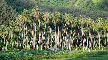 Fototapeta na wymiar Palm Trees on a Tropical Island