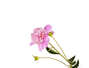 peony flower isolated