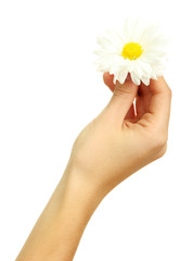 Beautiful woman hand with camomile, isolated on white