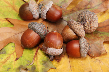 brown acorns on autumn leaves, close up