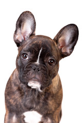 French Bulldog, 3,5 months old, isolated on white background