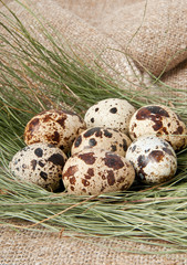 Obraz premium quail eggs on the background of fresh hay and burlap 