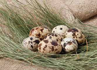 Obraz premium quail eggs on the background of fresh hay and burlap 
