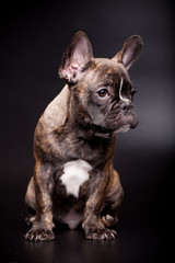 French bulldog puppy, 3,5 mounth old, on black background