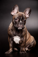 French bulldog puppy, 3,5 mounth old, on black background
