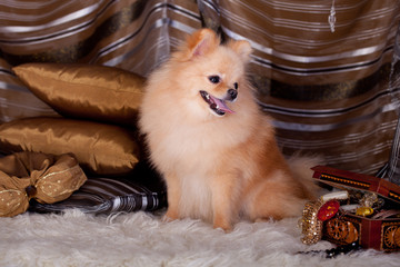 Pomeranian Spitz dog in luxury