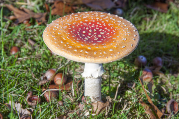 Beautiful amanita