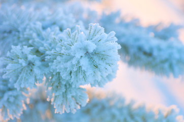 The branch of a Christmas tree covered with frost. Sundown.