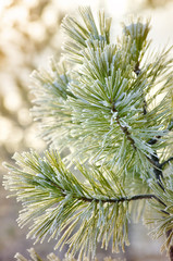 Cedar in frost on the background of the sunset sky