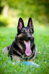 german shepherd dog lying on grass