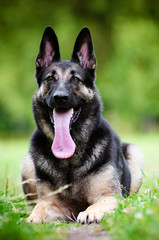 german shepherd dog