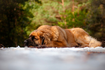leonberger dog sleeping