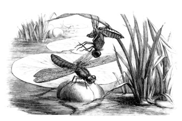 Birth of Dragonfly - Libellule