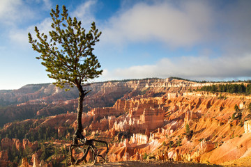 Jupiter Pine Tree at Bryce Canyon