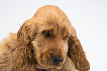 puppy a cocker - a spaniel