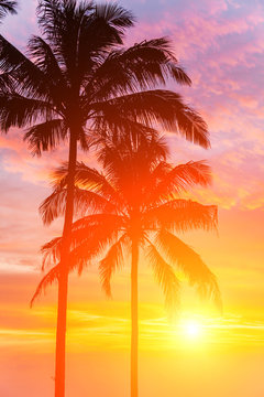Two palm and beautiful sunset